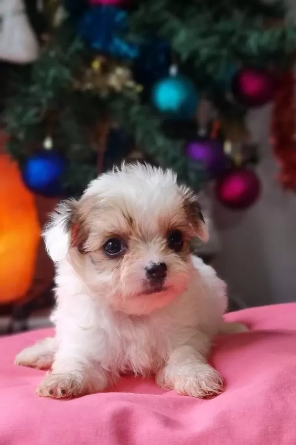 Teacup Morkie Yavrularımız