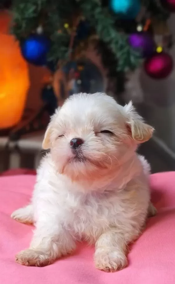 Teacup Morkie Yavrularımız