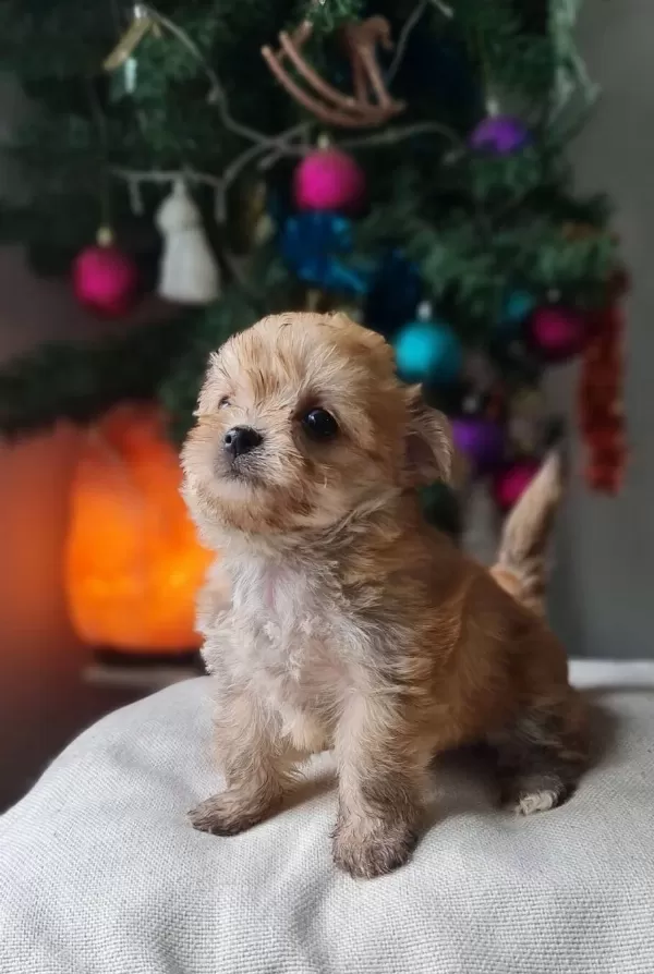 Teacup Morkie Yavrularımız