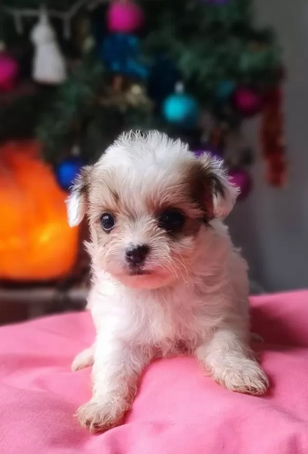 Teacup Morkie Yavrularımız