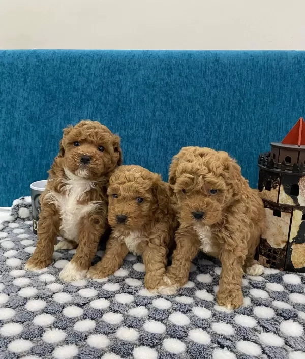 Harika Poodle Bebekler
