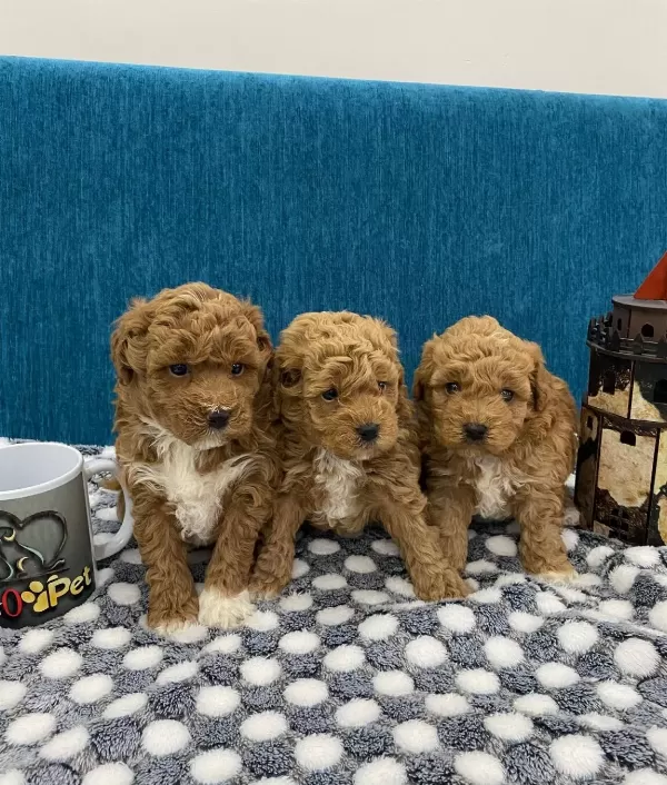 Harika Poodle Bebekler