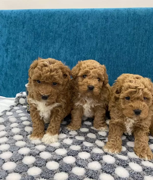 Harika Poodle Bebekler