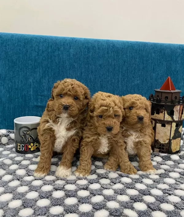 Harika Poodle Bebekler