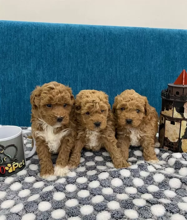 Harika Poodle Bebekler