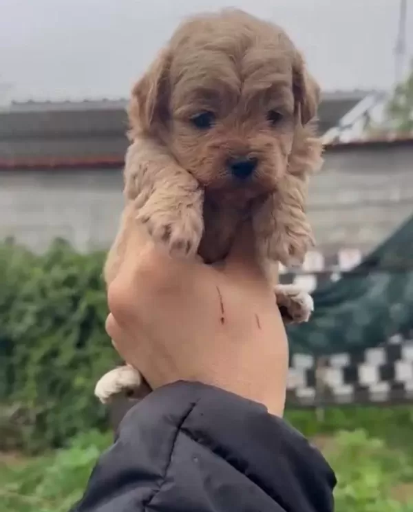 36 Yıllık Tecrubeyle Poodle Geni Yuksek Maltipoo Yavruları