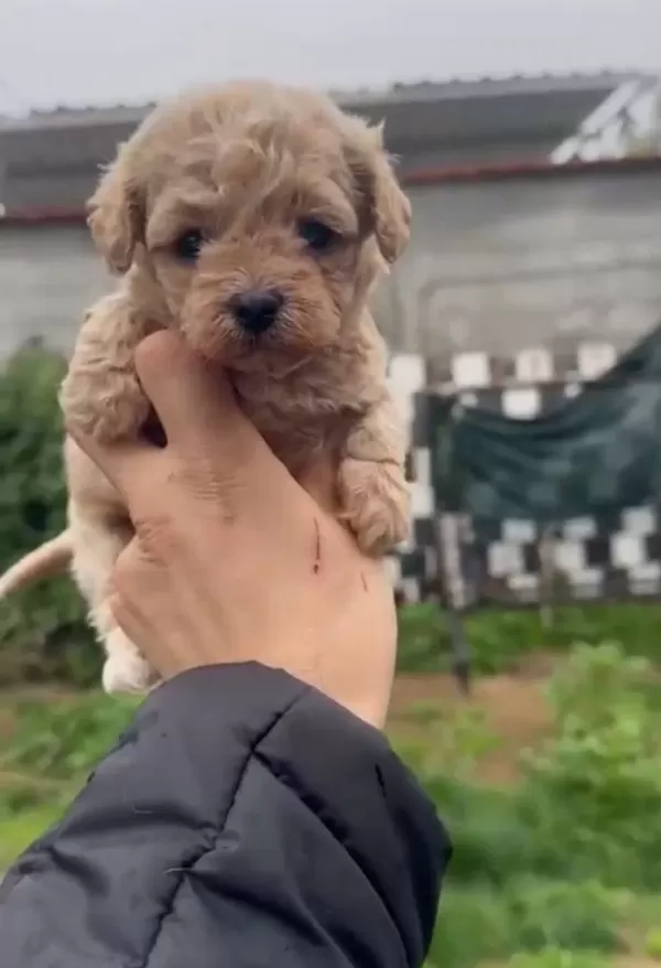 36 Yıllık Tecrubeyle Poodle Geni Yuksek Maltipoo Yavruları