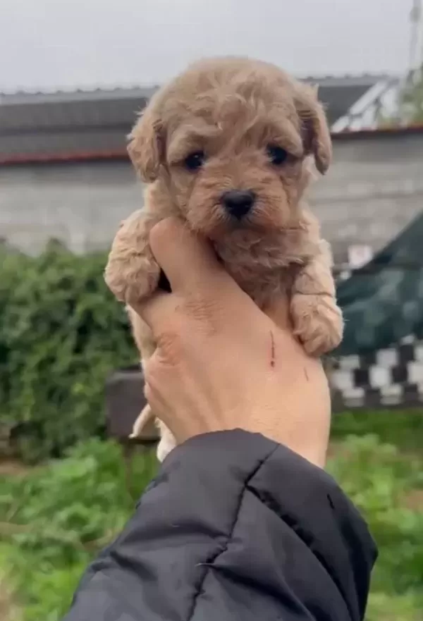 36 Yıllık Tecrubeyle Poodle Geni Yuksek Maltipoo Yavruları