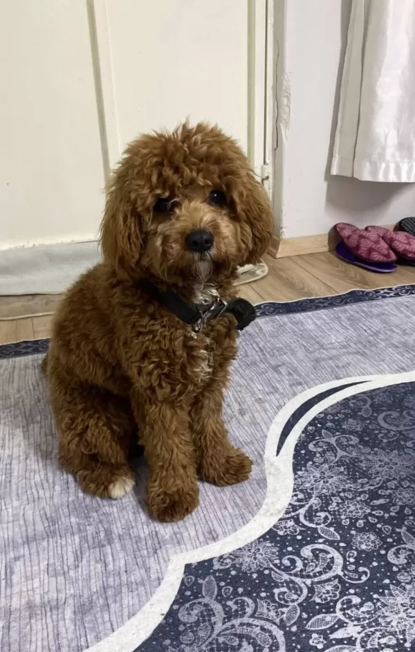 Maltipoo Hayvan Severlerimize Yardımcı Olabiliriz
