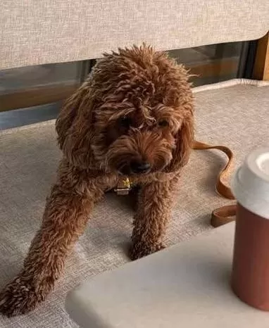Kahverengi Bukleli Orijinal Toy Poodle