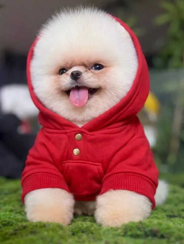 Enerji Kupu Sosyal Ortamların Yeni Yıldızı Pomeranian Boo