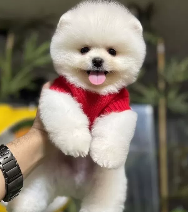 Enerji Kupu Sosyal Ortamların Yeni Yıldızı Pomeranian Boo