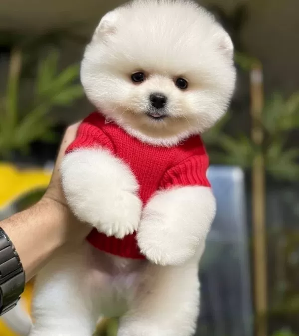 Enerji Kupu Sosyal Ortamların Yeni Yıldızı Pomeranian Boo