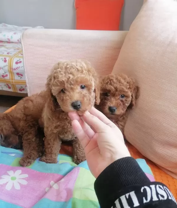 Teacup Toypoodle Bebeklerim 3 Aralık Dogumlu