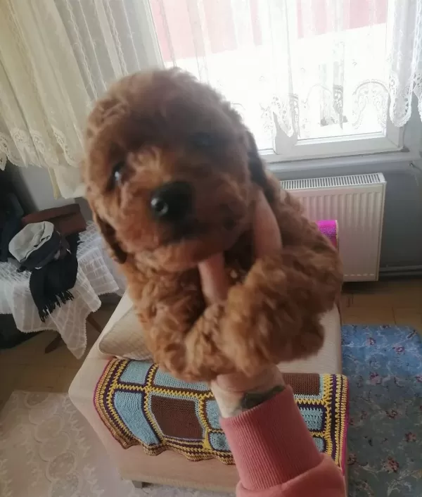 Teacup Toypoodle Bebeklerim 3 Aralık Dogumlu