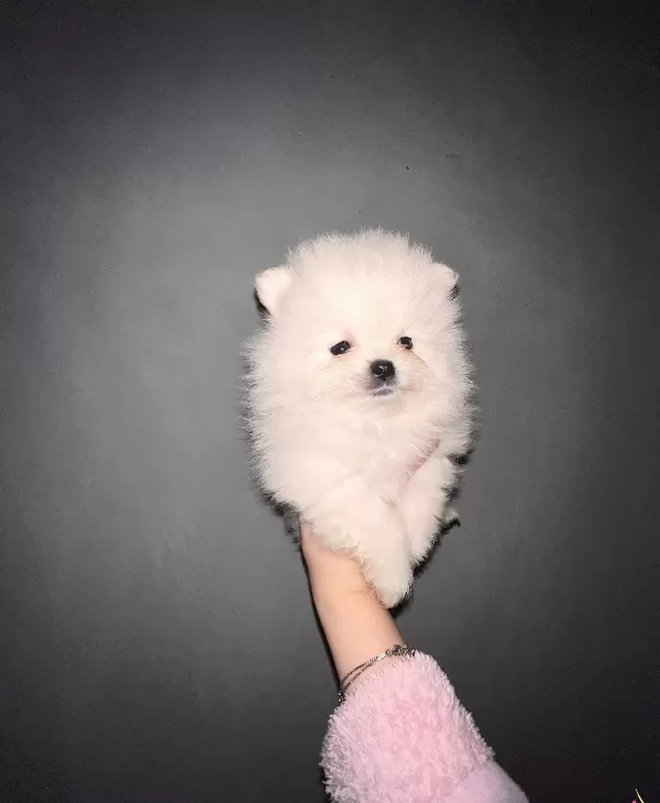 Nadir Denk Gelen Kilo Garantili Orjinal Pomeranian Boo