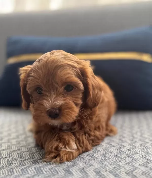 Bakıslarıyla Buyuleyen Pas Parlak Kıvırcık Toy Poodle