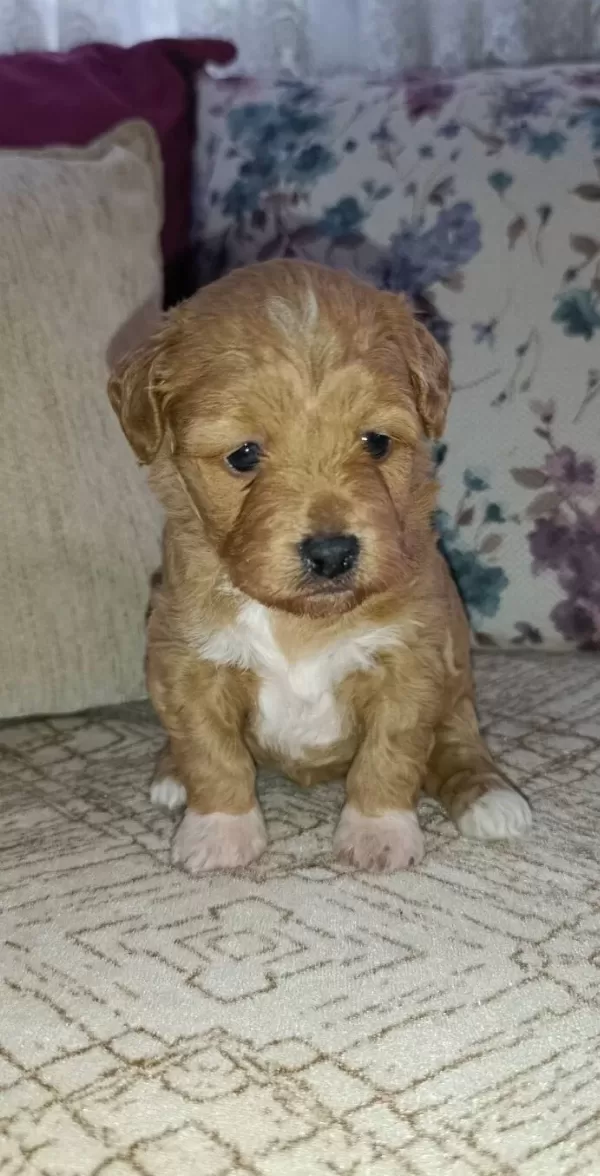 Cok Sevimli Maltipoo Bebekler Corlu