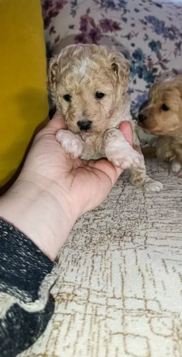 Cok Sevimli Maltipoo Bebekler Corlu