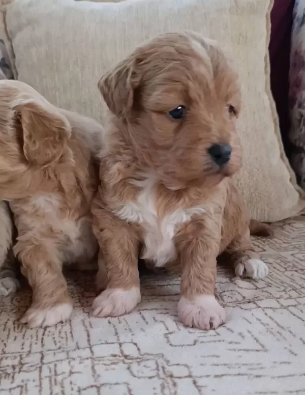 Cok Sevimli Maltipoo Bebekler Corlu