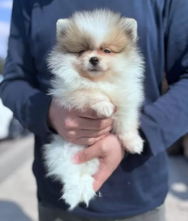 Pamukkalede Sosyal Ortamların Yıldızı Pomeranian Boo