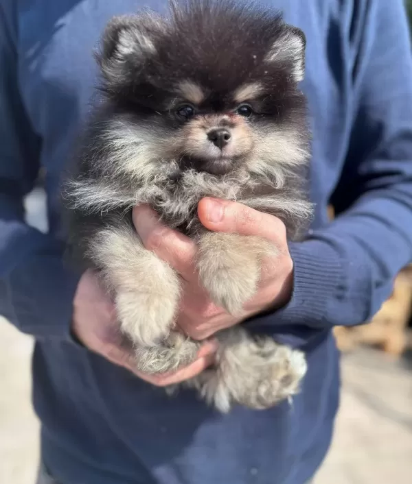 Pamukkalede Sosyal Ortamların Yıldızı Pomeranian Boo