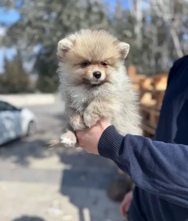Pamukkalede Sosyal Ortamların Yıldızı Pomeranian Boo