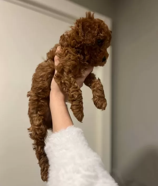 Disi 2 Aylık Orijinal Kore Toy Poodle