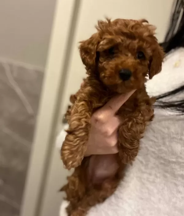 Disi 2 Aylık Orijinal Kore Toy Poodle