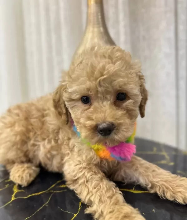 Kore Kan Hattı Surpriz Karakterli Toy Poodle Yavrusu