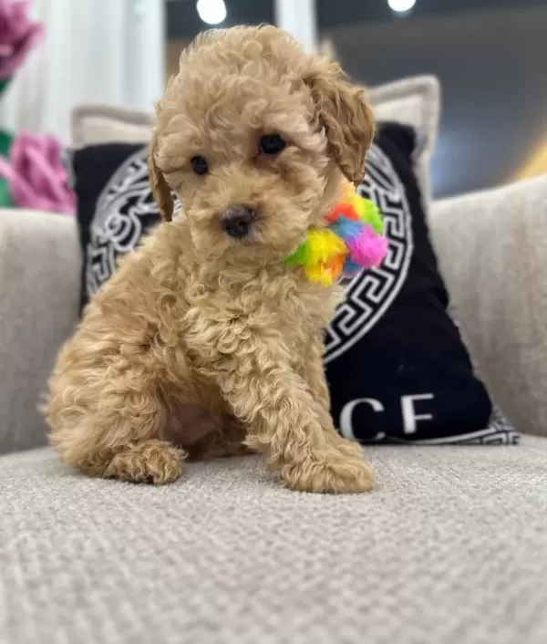 Kore Kan Hattı Surpriz Karakterli Toy Poodle Yavrusu