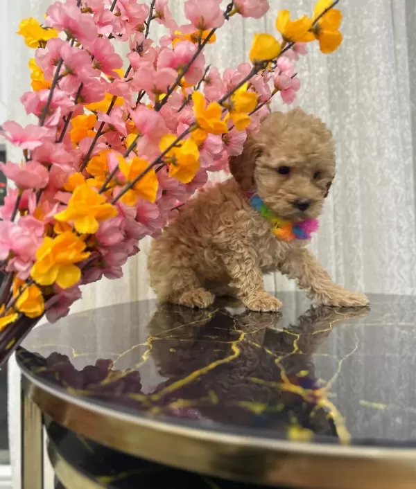 Kore Kan Hattı Surpriz Karakterli Toy Poodle Yavrusu