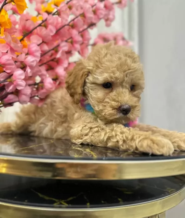 Kore Kan Hattı Surpriz Karakterli Toy Poodle Yavrusu