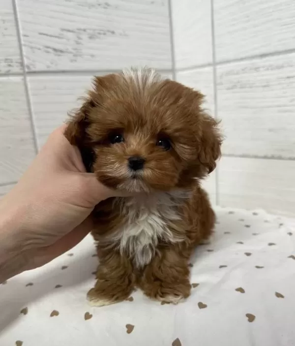 Antialerjik Tuylu Kıvırcık Sans Toy Poodle Yavruları
