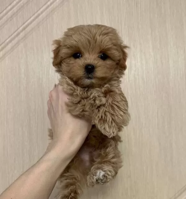 Kahve Tonlu Ipeksi Bukleli Maltipoo