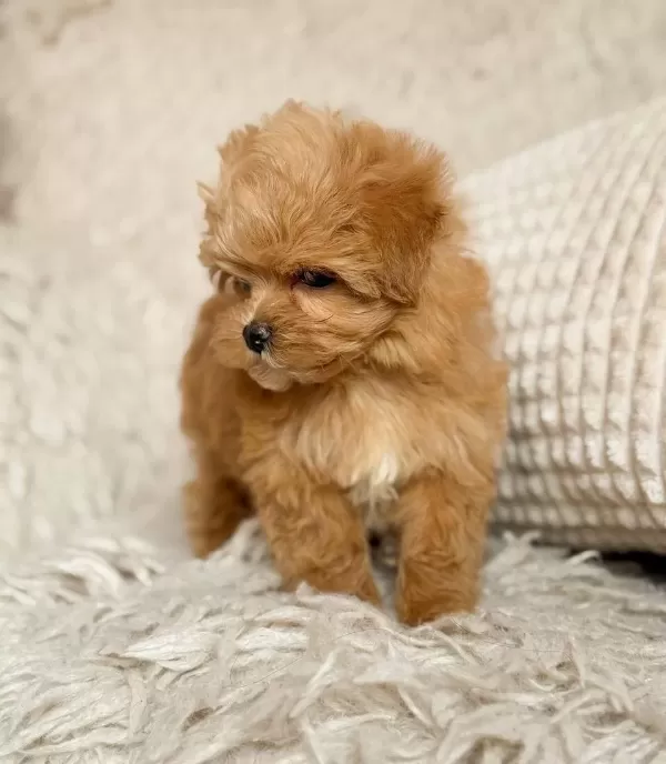 Kahve Tonlu Ipeksi Bukleli Maltipoo