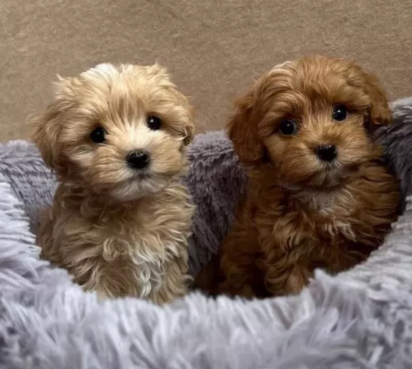 Kahve Tonlu Ipeksi Bukleli Maltipoo