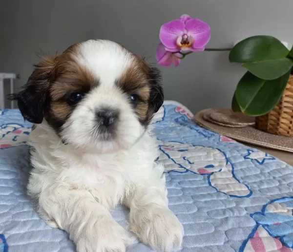 Ev Ortamında Buyuyen Safkan Shih Tzu Yavruları