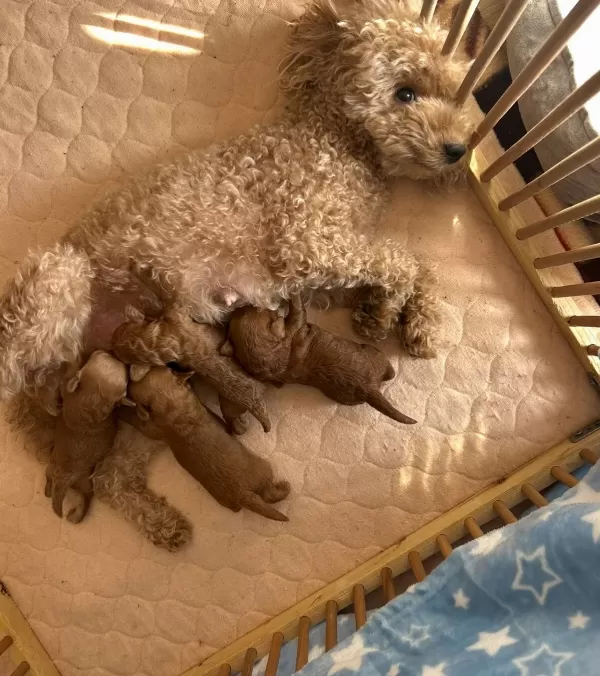 Balın Toypoodle Bebekleri Rezerveye Acıldı