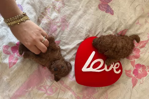 Ev Dogumu Kore Poodle Bebeklerim