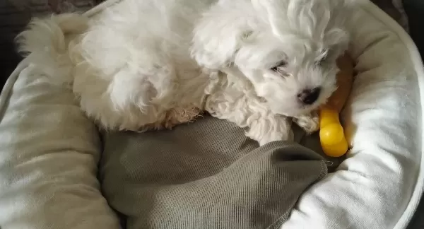Enerji Kupu Safkan Maltese Terrier Yavrusu