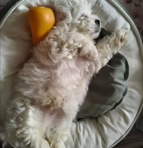 Enerji Kupu Safkan Maltese Terrier Yavrusu