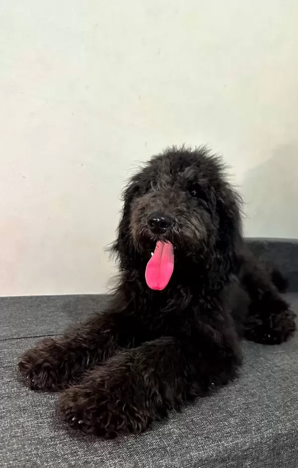 Uygun Fiyatlarla Black Poodle