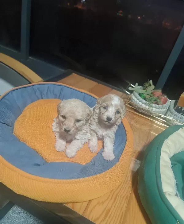 Tuvalet Egitimi Hazır Anne Sutuyle Buyumus Minyatür Poodle