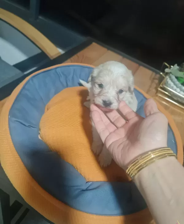 Tuvalet Egitimi Hazır Anne Sutuyle Buyumus Minyatür Poodle