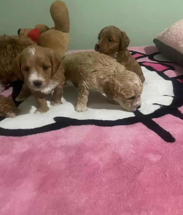 Anne Altından Safkan Toy Poodle Bebekler Red Brown
