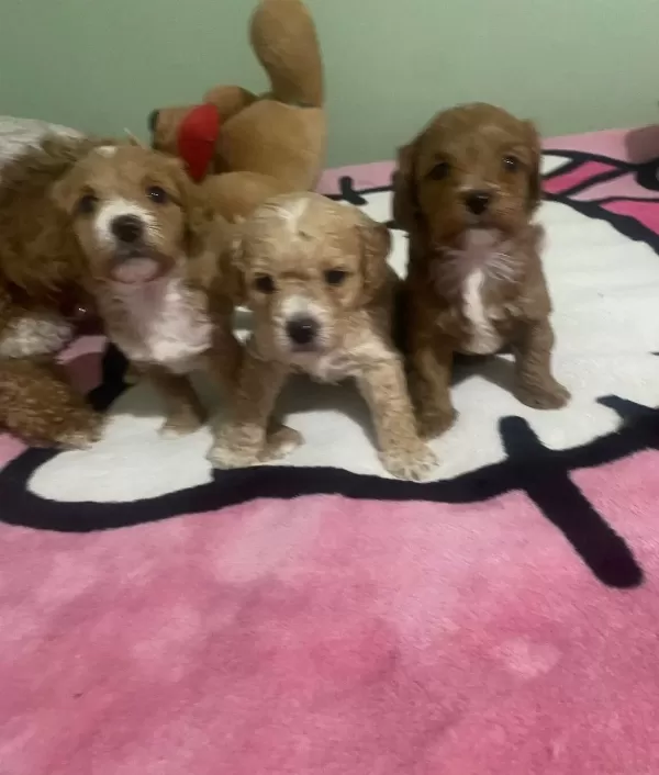 Anne Altından Safkan Toy Poodle Bebekler Red Brown