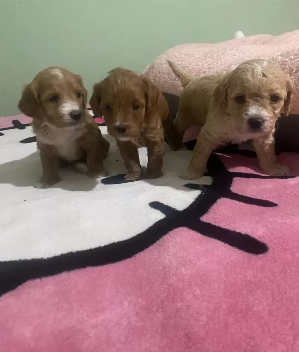 Anne Altından Safkan Toy Poodle Bebekler Red Brown