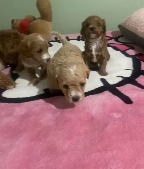 Anne Altından Safkan Toy Poodle Bebekler Red Brown