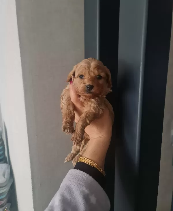 Teacup Minyatür Minnaklarım